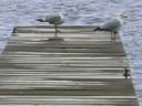 Dock of the Birds.jpg