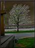 Neon Tree.jpg