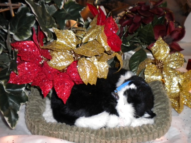 Kitty 1